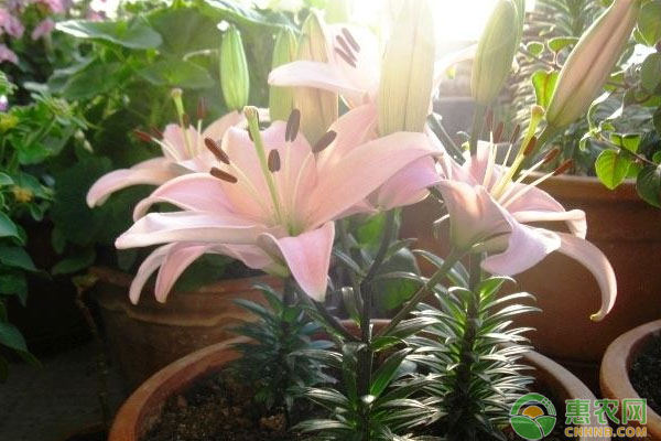 霍山县百合高产栽培技术规程