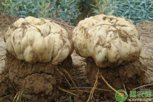 霍山县百合高产栽培技术规程