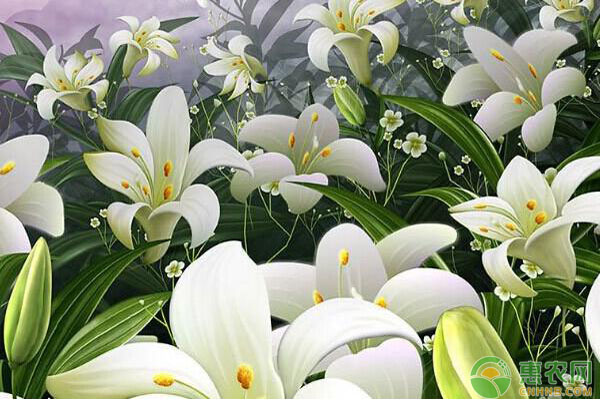 霍山县百合高产栽培技术规程