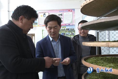 罗文调研茶产业发展工作