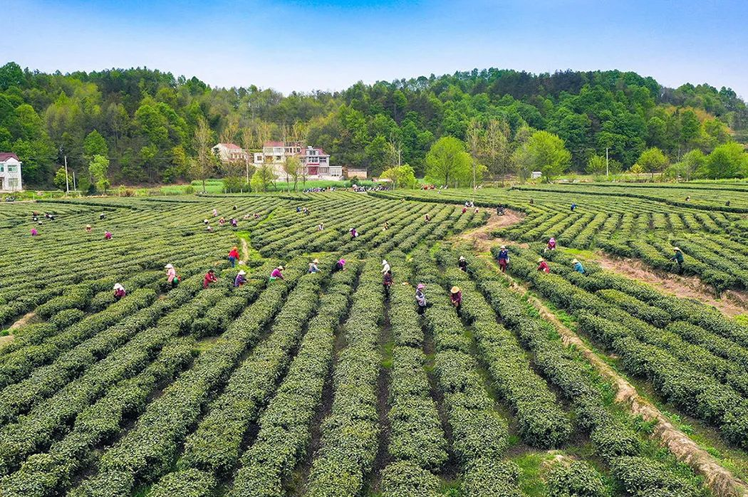 霍山与儿街镇农文旅融出好风景