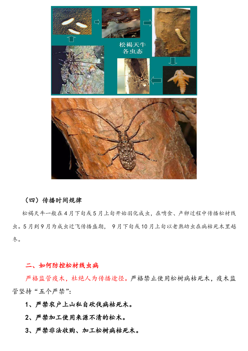 松材线虫病防控知识宣传