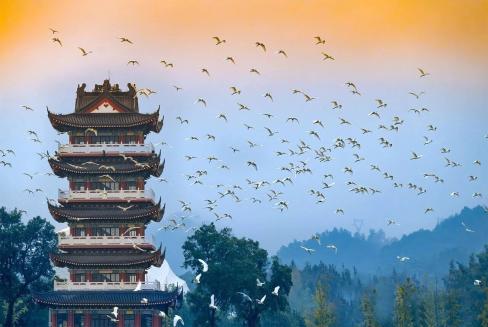 霍山东淠河迎来万羽白鹭