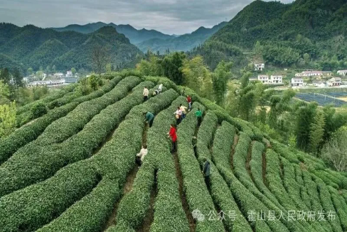 霍山黄茶，再获金奖！