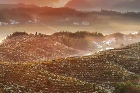 霍山：万亩油茶沐晨光