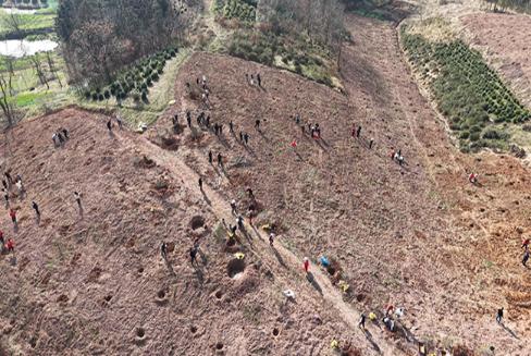 霍山：培植新绿迎春来