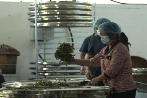东西溪乡：茶收三季 助力群众稳增收